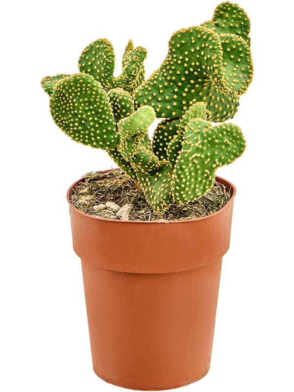 Opuntia microdasys 'Undulata' (Erde 35)
