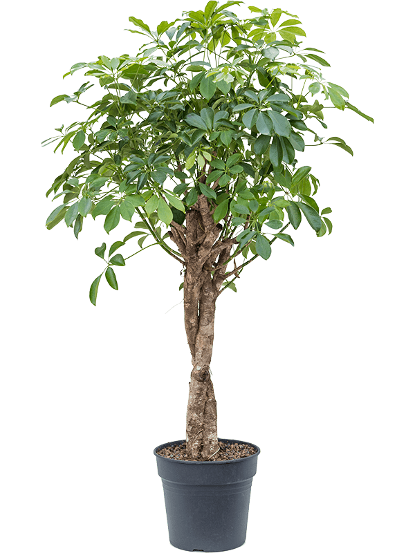 Schefflera arboricola 'Compacta' (Erde 140)
