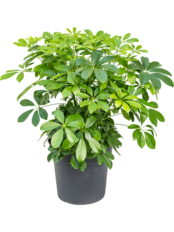 Schefflera arboricola 'Compacta' (Erde 70)