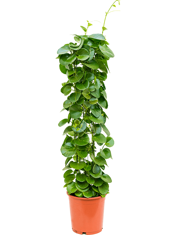Cissus rotundifolia (Erde 120)