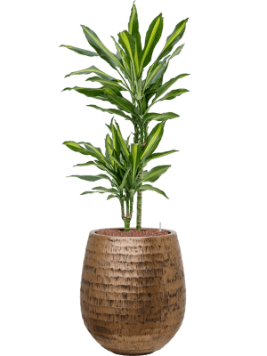 Dracaena fragrans 'Cintho' in Baq Opus Hammered (116) inkl. Gefäß