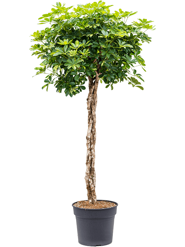 Schefflera arboricola 'Gold Capella' (Erde 180)