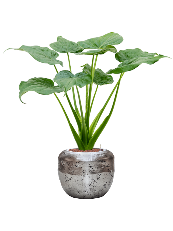 Alocasia cucullata in Baq Opus Raw (97) inkl. Gefäß