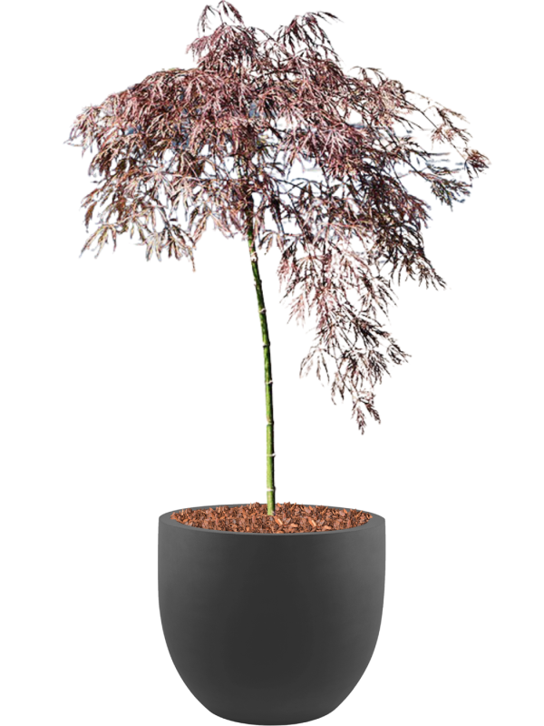 Acer palmatum 'Crimson Queen' (100-140) in Stretto (124) inkl. Gefäß