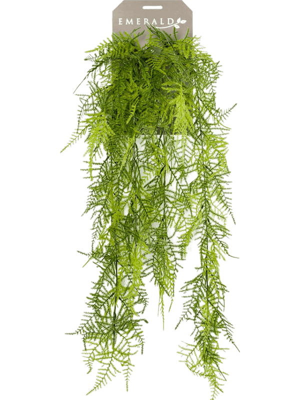 Asparagus plumosus (80)