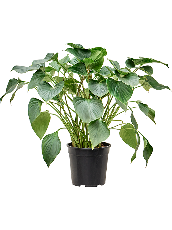 Homalomena emerald red (Erde 80)