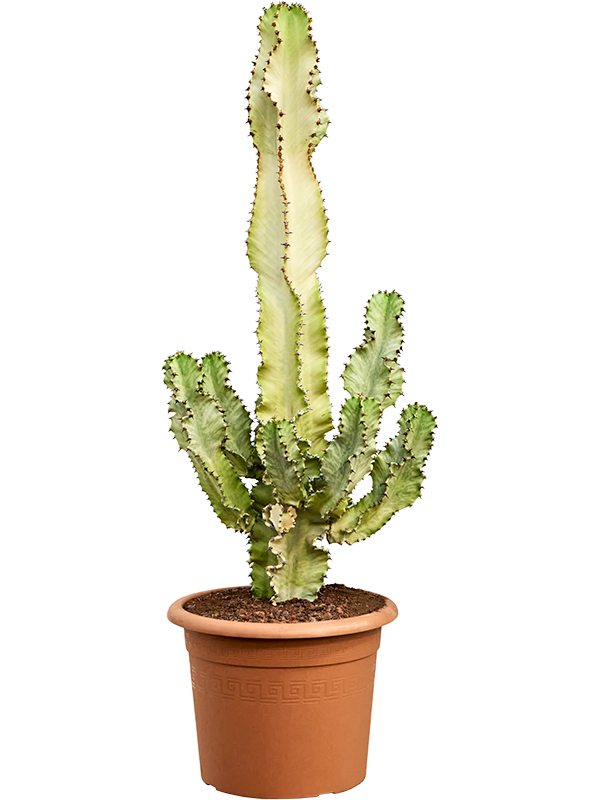  Euphorbia ingens marmorata (Erde 120)