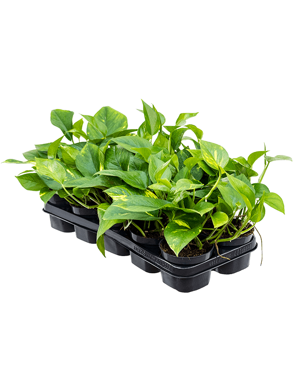 Scindapsus (Epipremnum) 'Aureum' 10/tray (Erde 25)