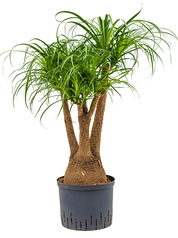 Beaucarnea recurvata (Hydro 100)