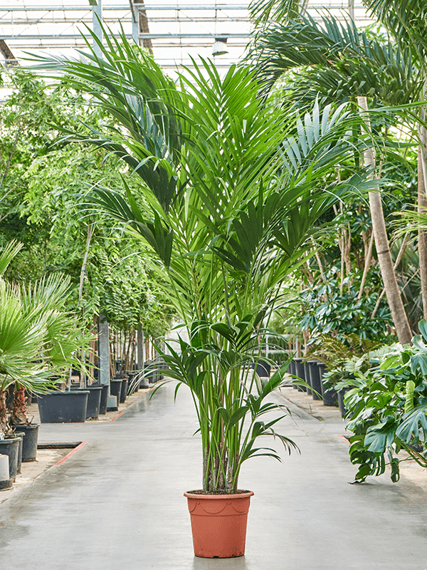 Kentia (Howea) forsteriana (Erde 240)