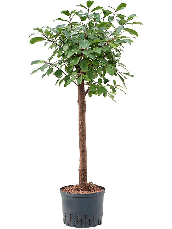 Ficus reflexa (Hydro 130)