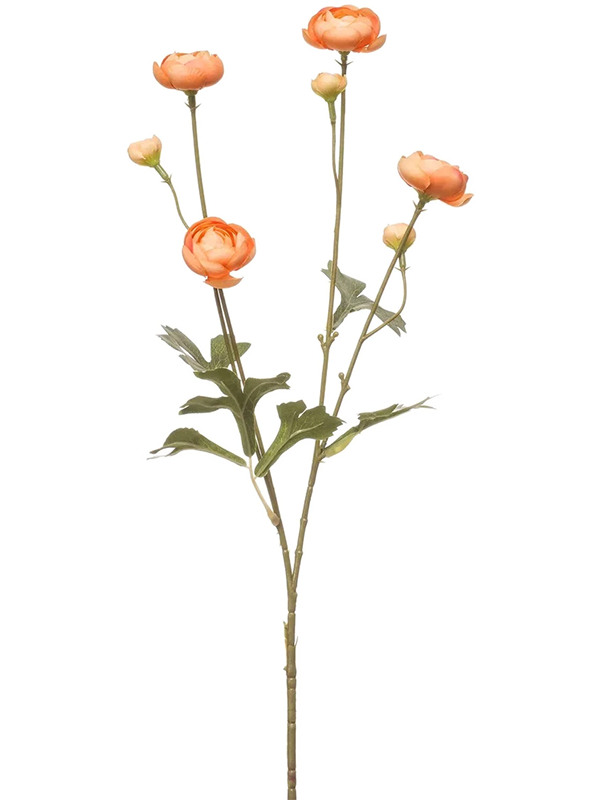 Ranunculus Mini (66)