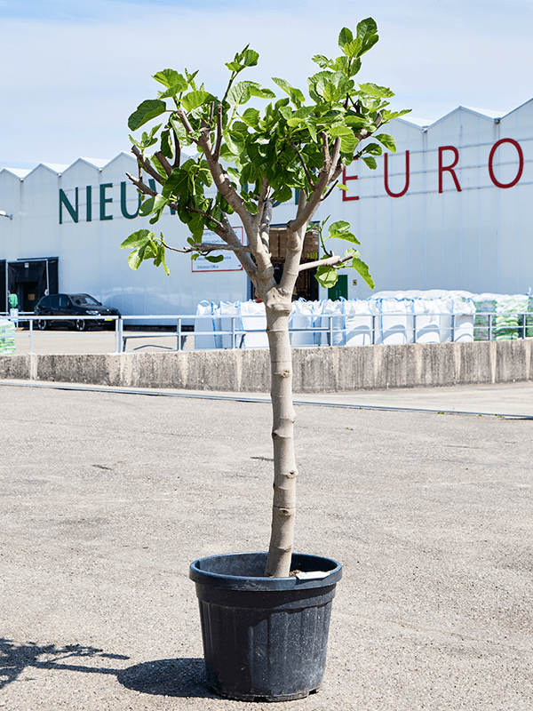 Ficus carica (160-180) (Erde 170)