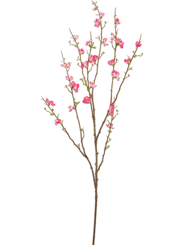 Blossom (130)