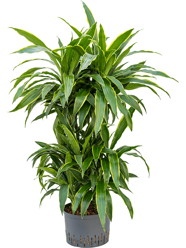 Dracaena fragrans 'Arturo' (Hydro 110)