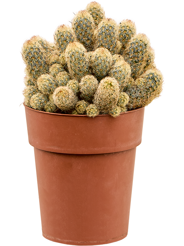 Mammillaria elongata (Erde 30)