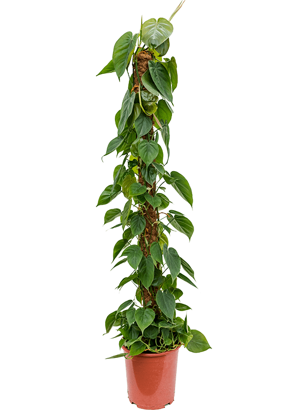 Philodendron scandens (Erde 150)