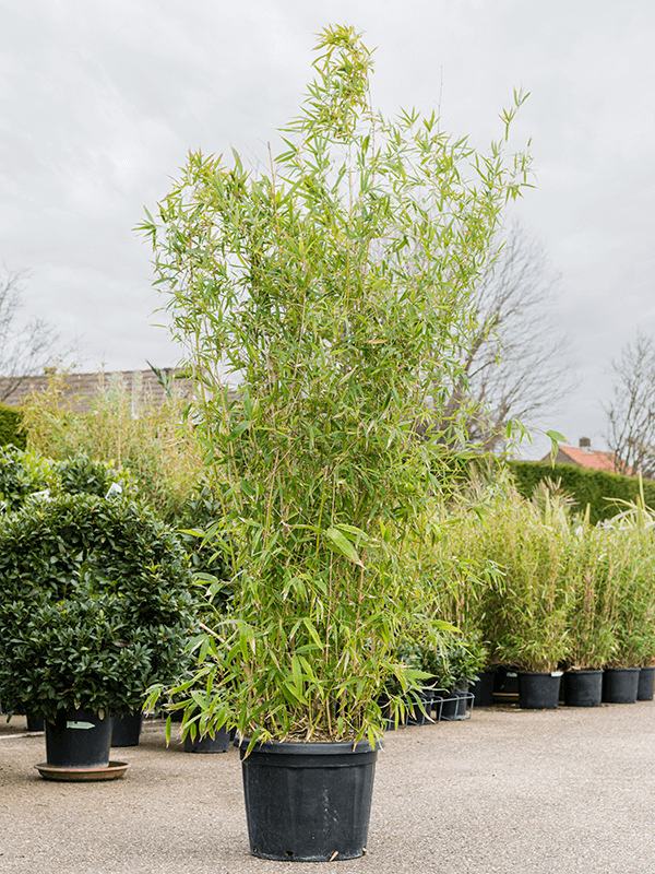 Phyllostachys aurea (Erde 210)