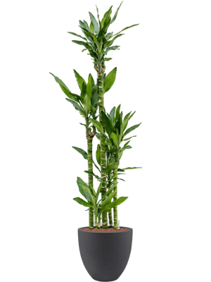 Dracaena fragrans 'Burundii' in Grigio (146) inkl. Gefäß