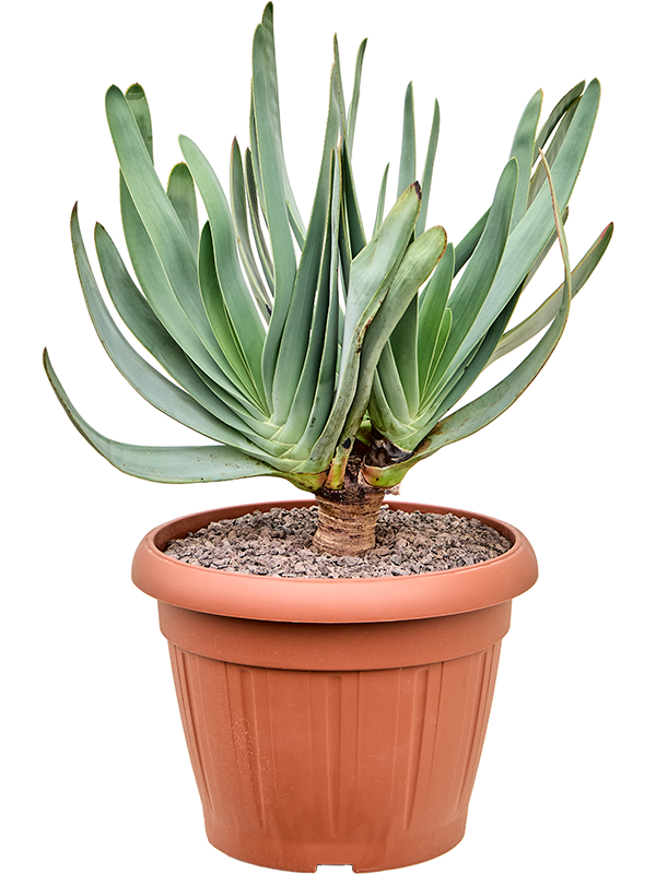 Aloe plicatilis (Erde 65)