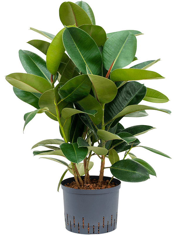 Ficus elastica 'Robusta' (Hydro 75)