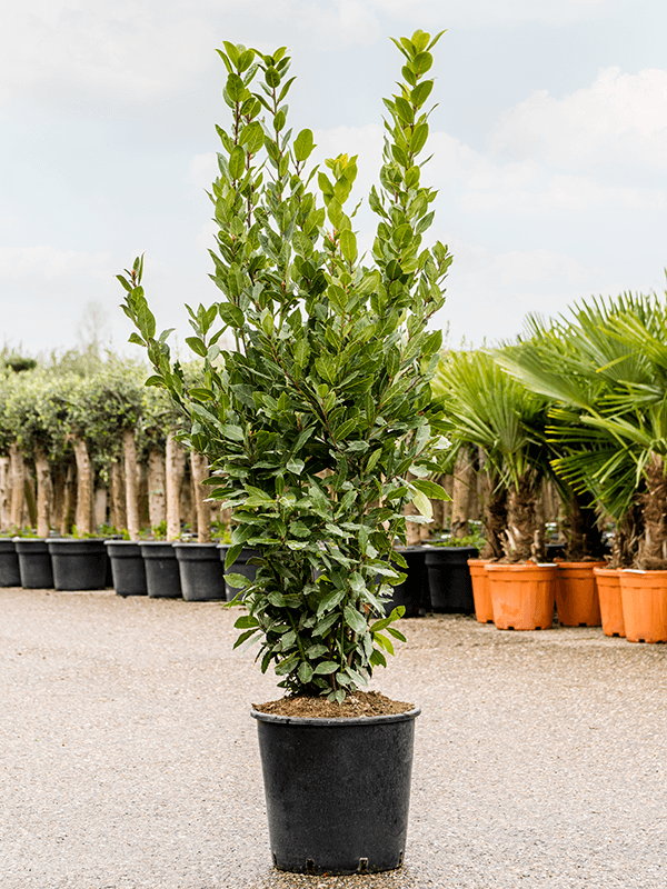 Laurus nobilis (Erde 120)