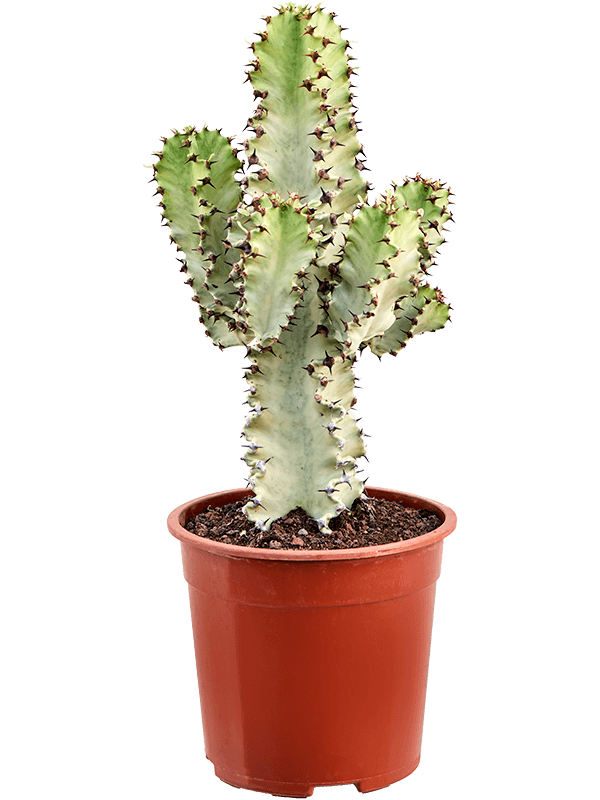  Euphorbia ingens marmorata (Erde 60)