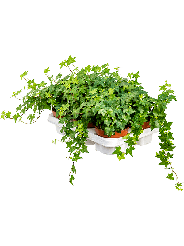 Hedera helix 'Pittsburgh' 6/tray (Erde 20)