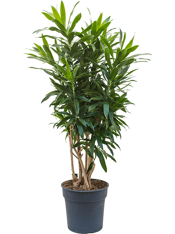 Pleomele (Dracaena) reflexa (Erde 90)