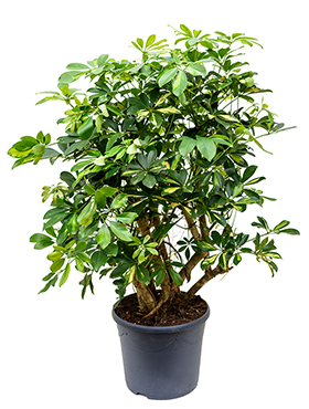 Schefflera arboricola 'Gold Capella' (Erde 130)