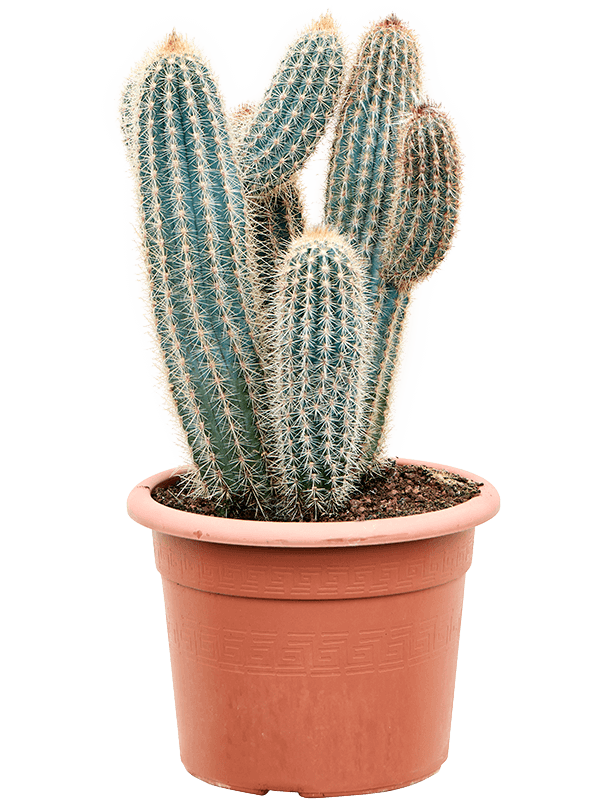 Pilosocereus zehnteri (Erde 70)