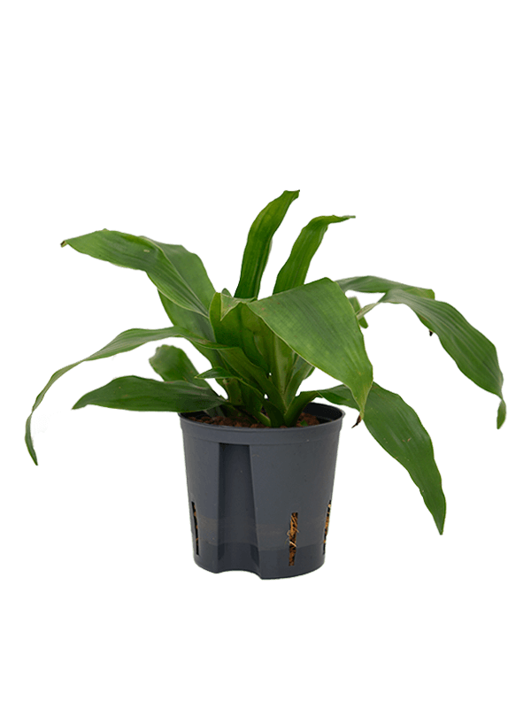Dracaena fragrans 'Janet Craig' (Hydro 50)