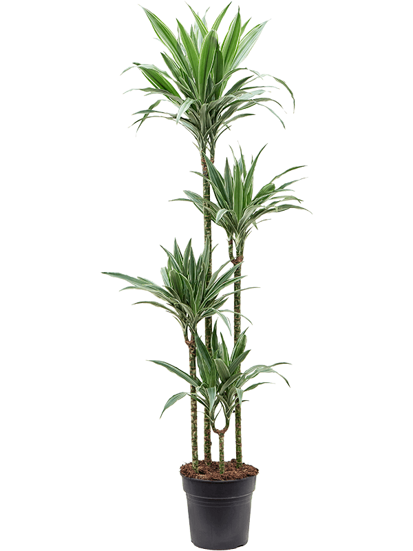 Dracaena deremensis 'Warneckei' (Erde 170)