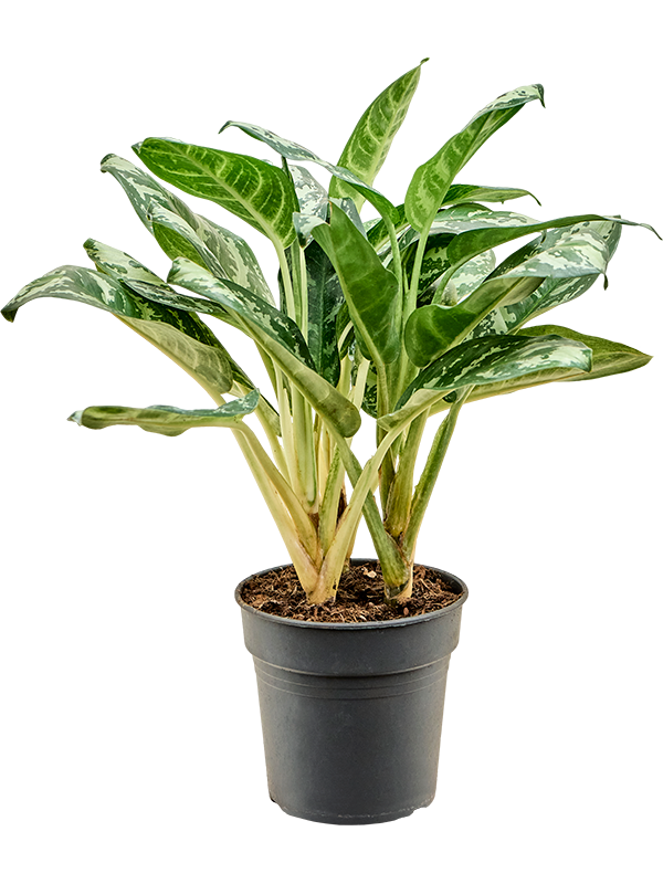 Aglaonema 'Amazon Silver' (Erde 50)