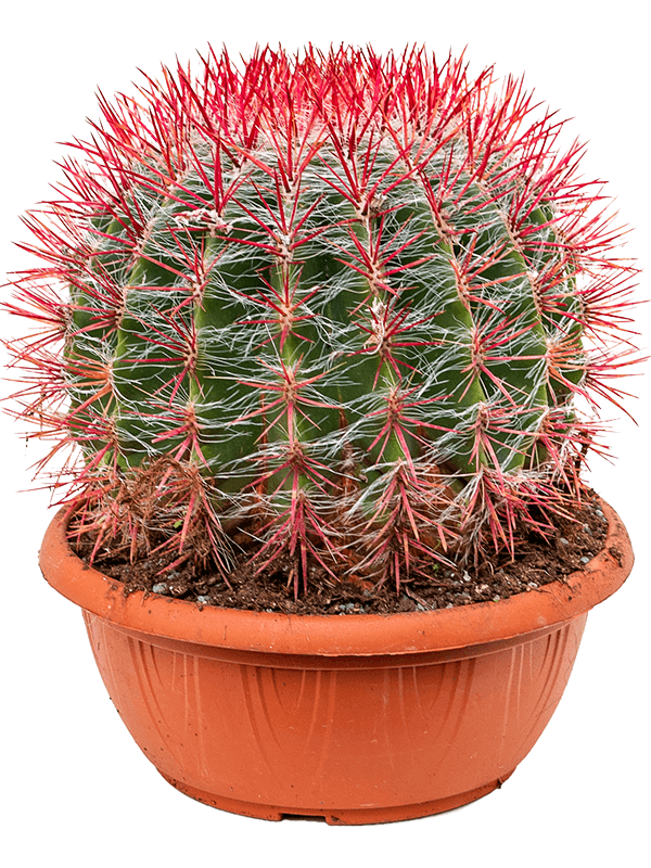 Ferocactus stainesii (Erde 30)