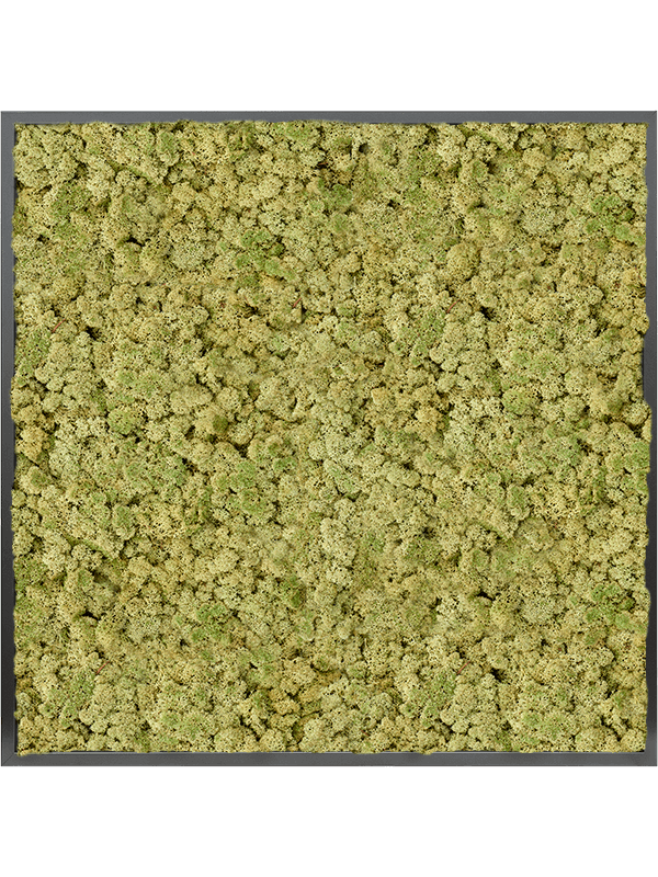 CMSS00776