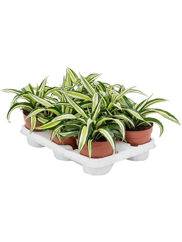 Dracaena fragrans 'Malaika' 8/tray (Erde 20)