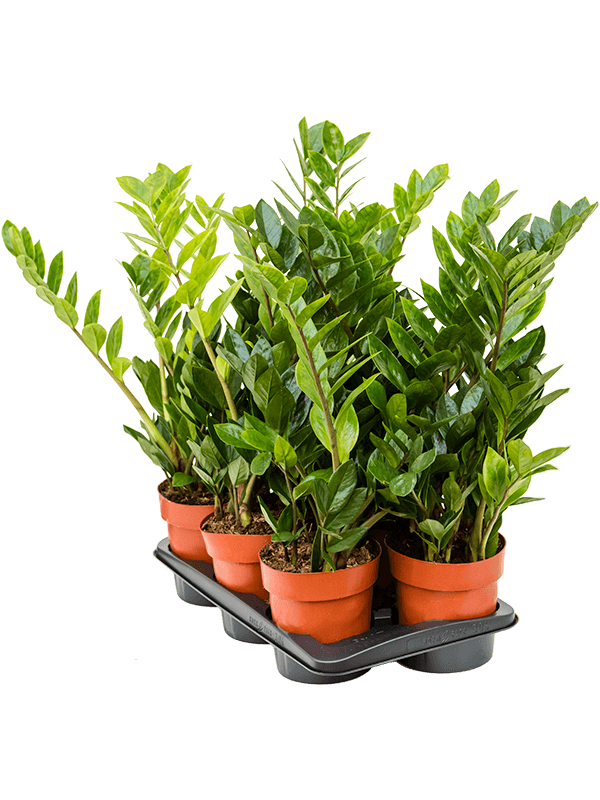 Zamioculcas zamiifolia 6/tray (Erde 65)