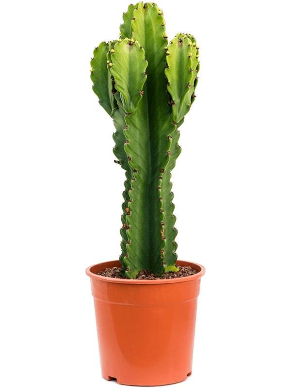 Euphorbia ingens (Erde 70)
