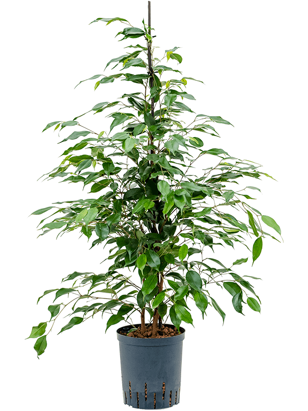 Ficus benjamina 'Danita' (Hydro 120)