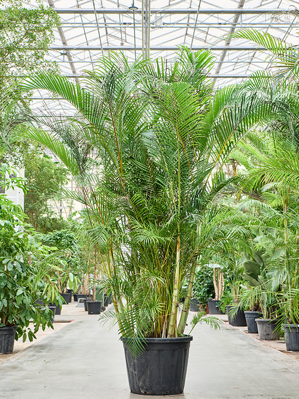 Dypsis (Areca) lutescens (Erde 350)