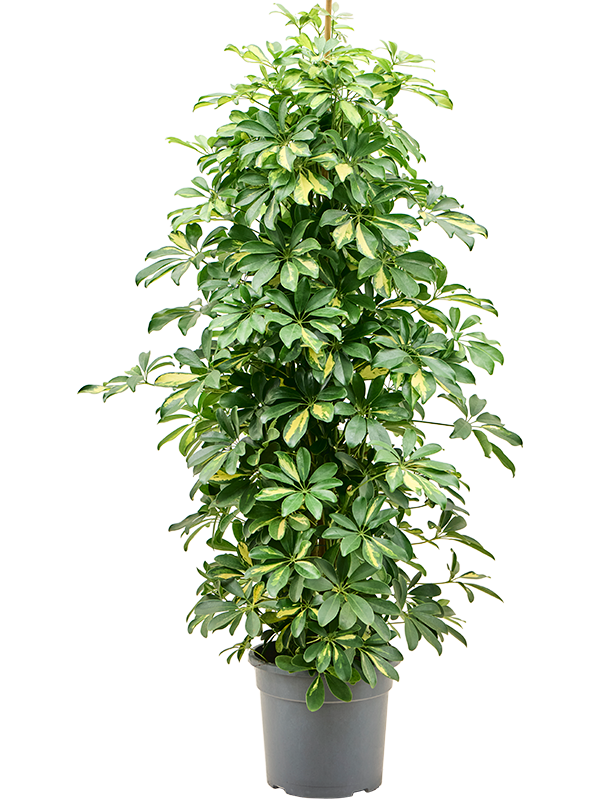 Schefflera arboricola 'Gold Capella' (Erde 150)