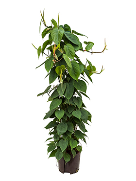 Philodendron scandens (Hydro 120)