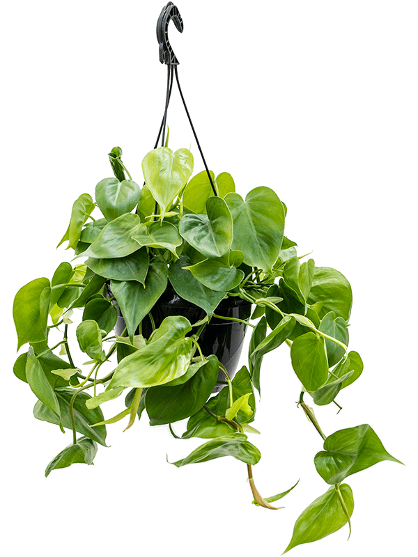 Philodendron scandens (Erde 60)