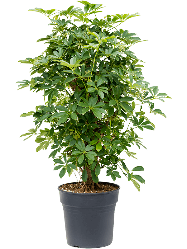 Schefflera arboricola 'Compacta' (Erde 100)