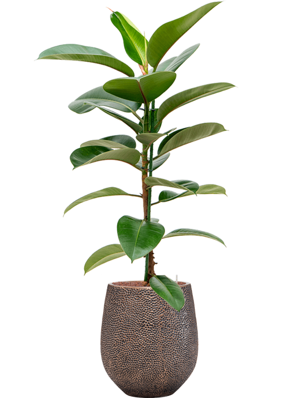 Ficus elastica 'Robusta' in Baq Opus Hit (144) inkl. Gefäß