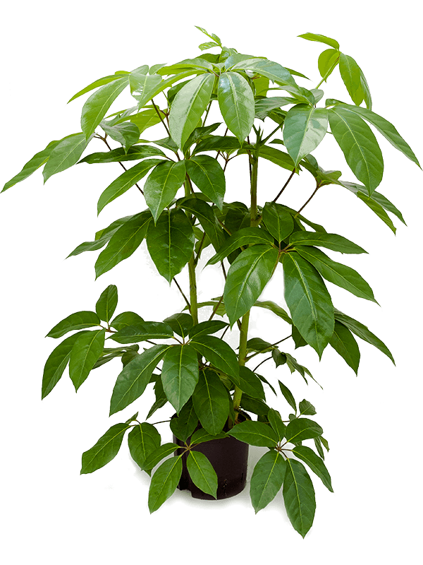Schefflera actinophylla 'Amate' (Hydro 120)
