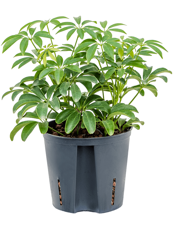Schefflera arboricola 'Luseana' (Hydro 35)