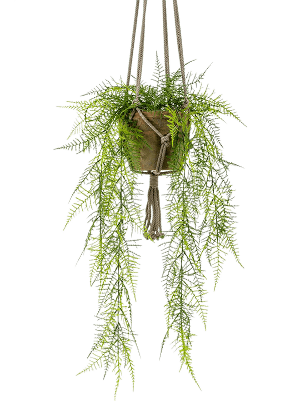 Asparagus plumosus (60)