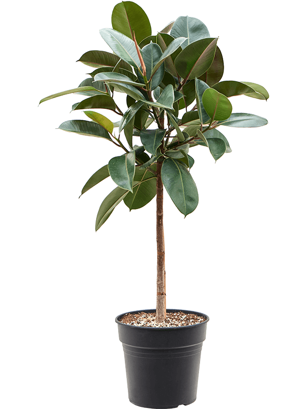 Ficus elastica 'Robusta' (Erde 150)